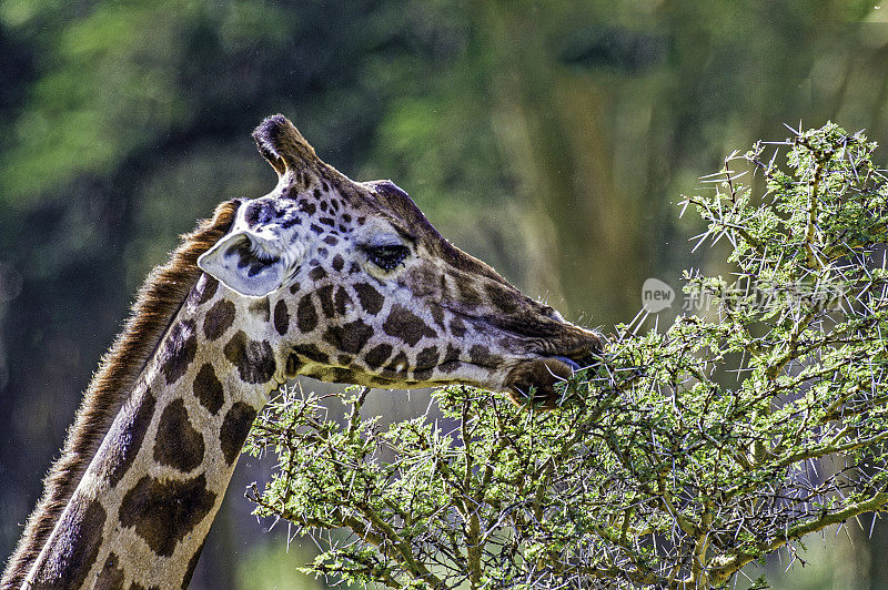 罗斯柴尔德长颈鹿(Giraffa camelopardalis rothschildi)是最濒危的长颈鹿亚种之一，野生长颈鹿只有几百只。纳库鲁湖国家公园，肯尼亚。吃东西。